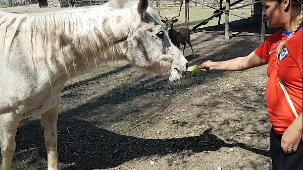 Yeni Fiquei toda molhada ao ver o tamanho do membro de um cavalo !!! Queria que meu namorado fosse assim !!! Paty Bumbum, El Toro De Oroen iyi Tüp